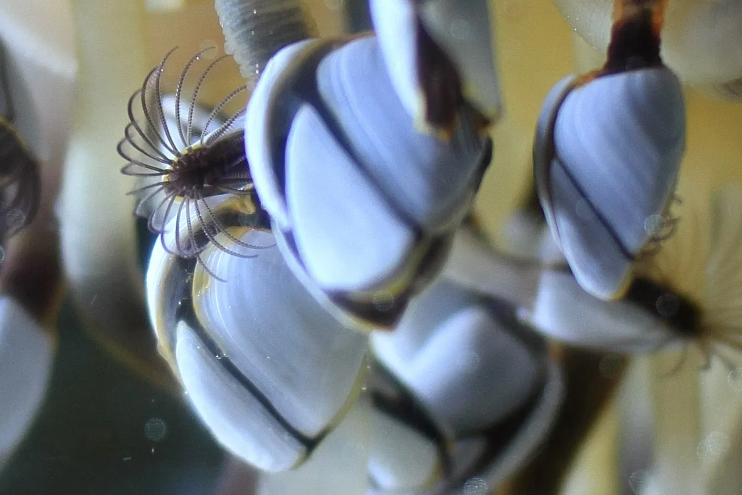 Aquarium Marin de Trégastel