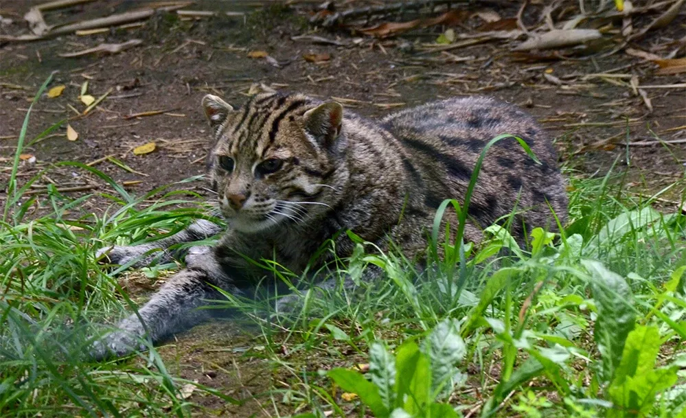 Les Terres de Nataé