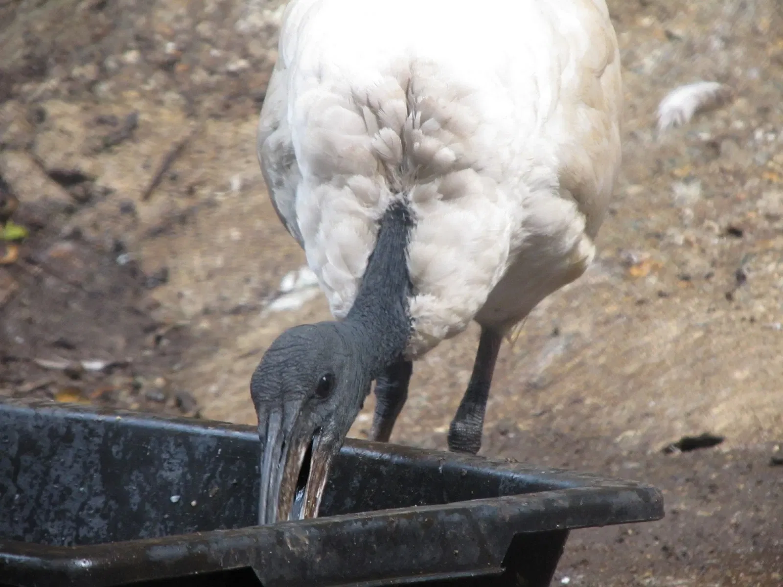 Les Terres de Nataé
