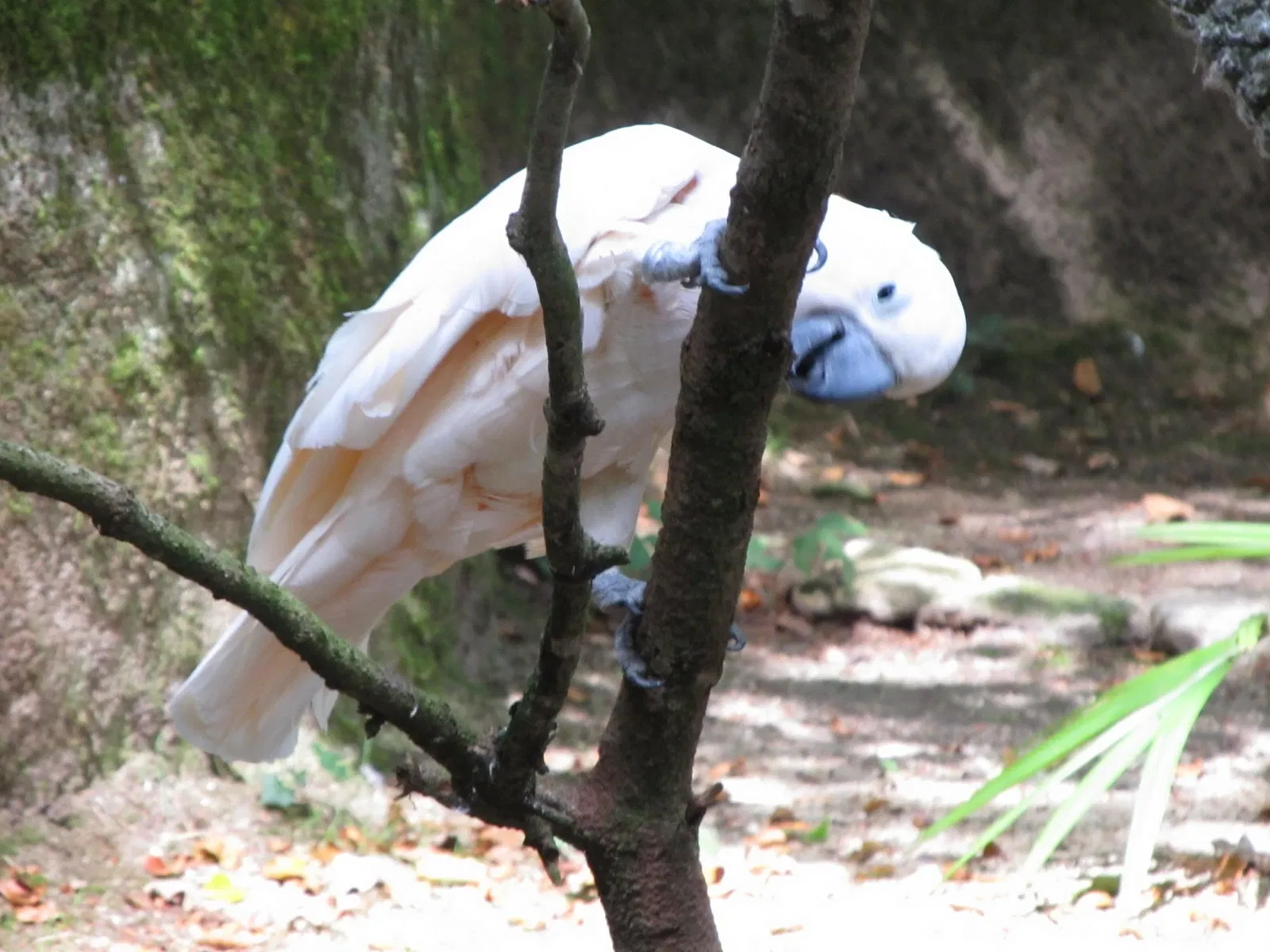 Les Terres de Nataé