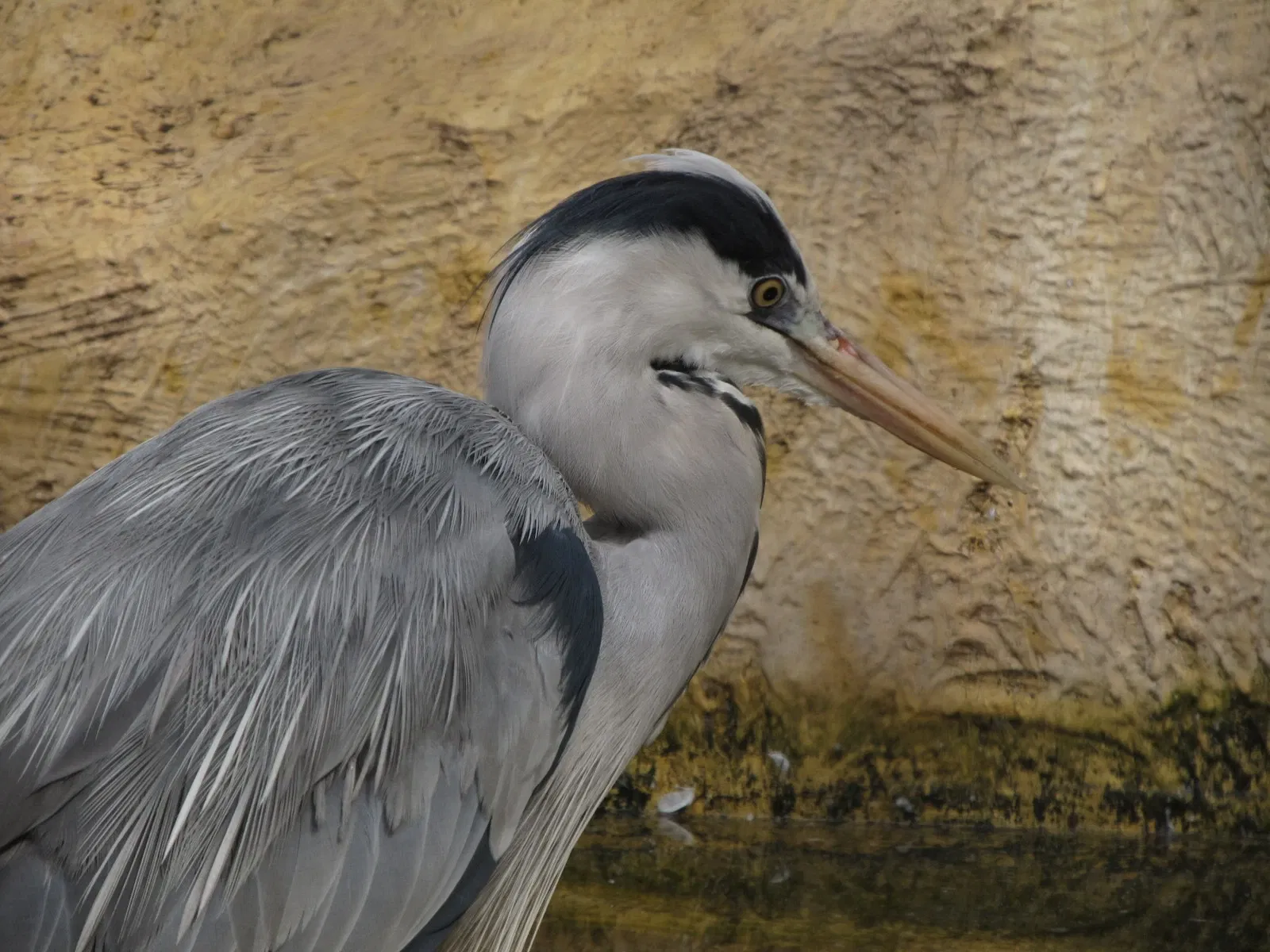 Les Terres de Nataé