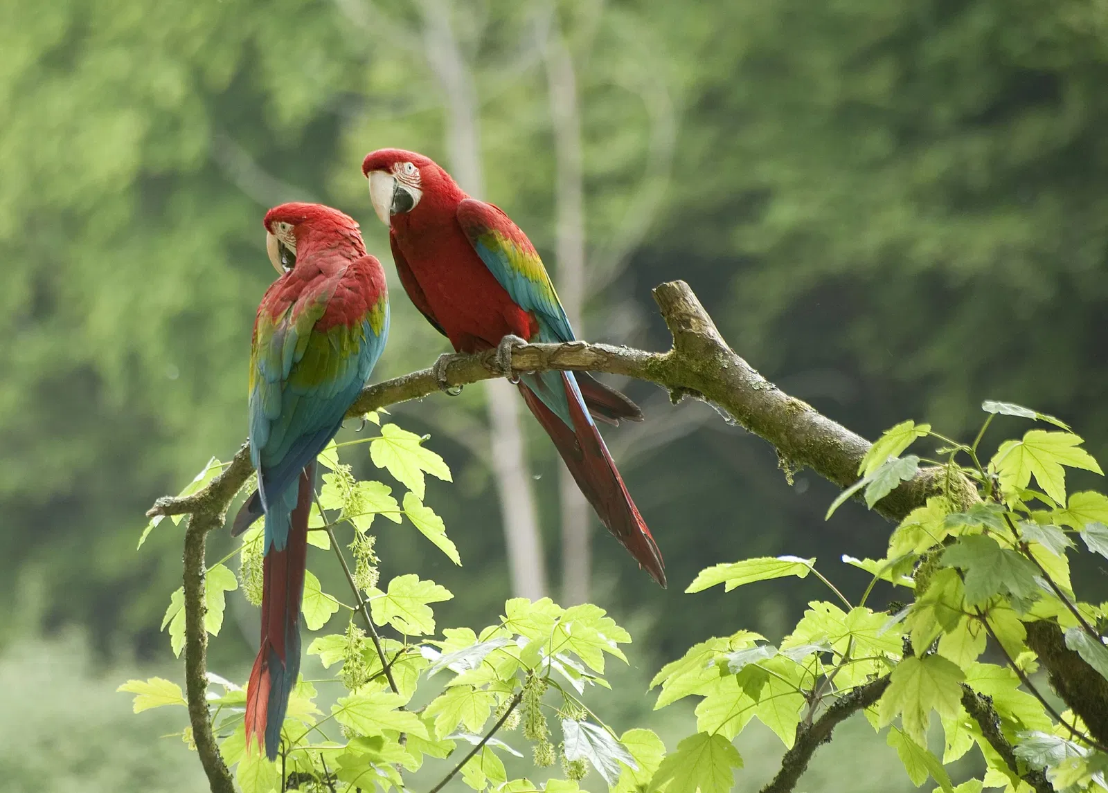 Les Terres de Nataé