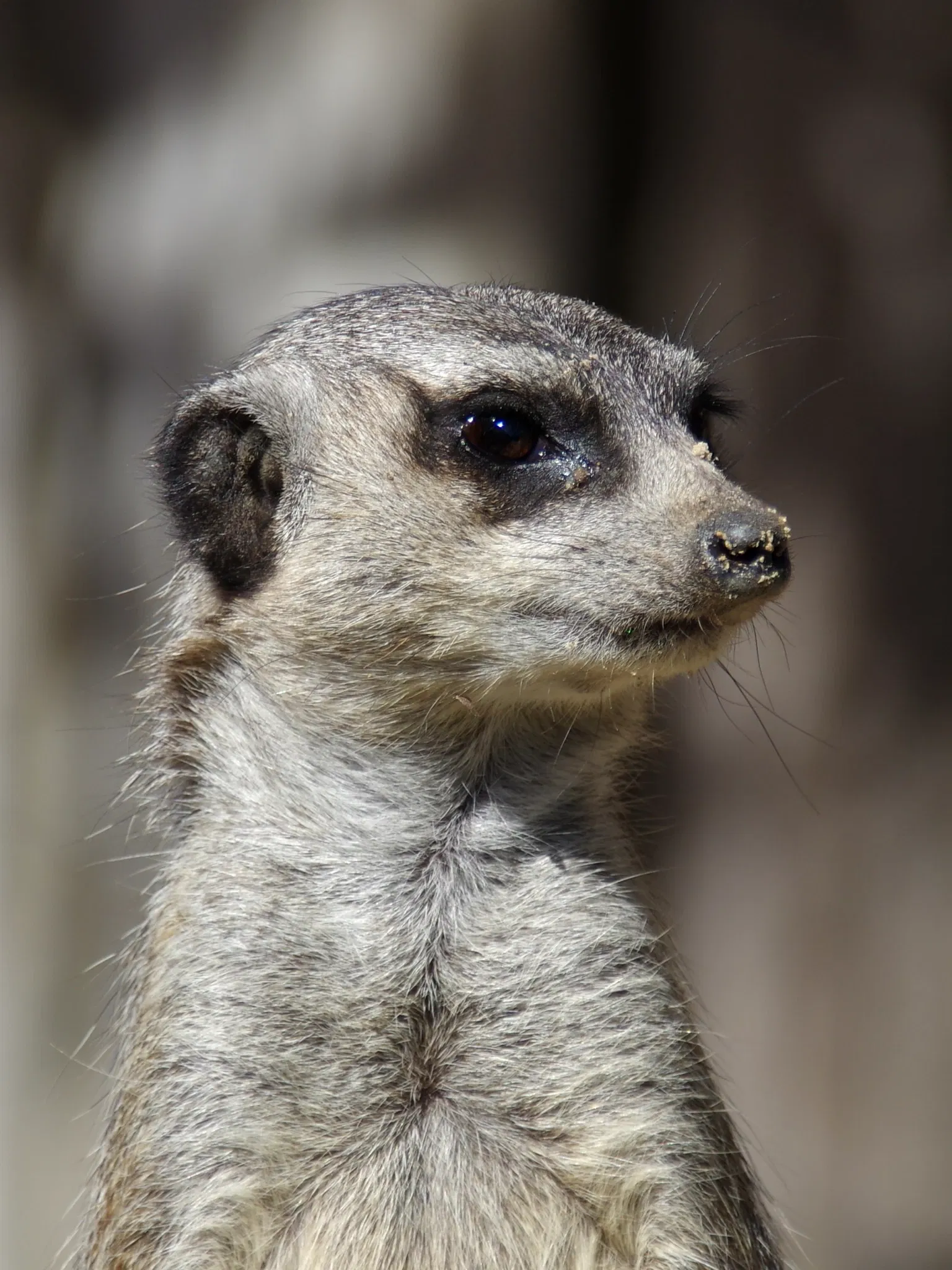 Château et Parc zoologique de la Bourbansais