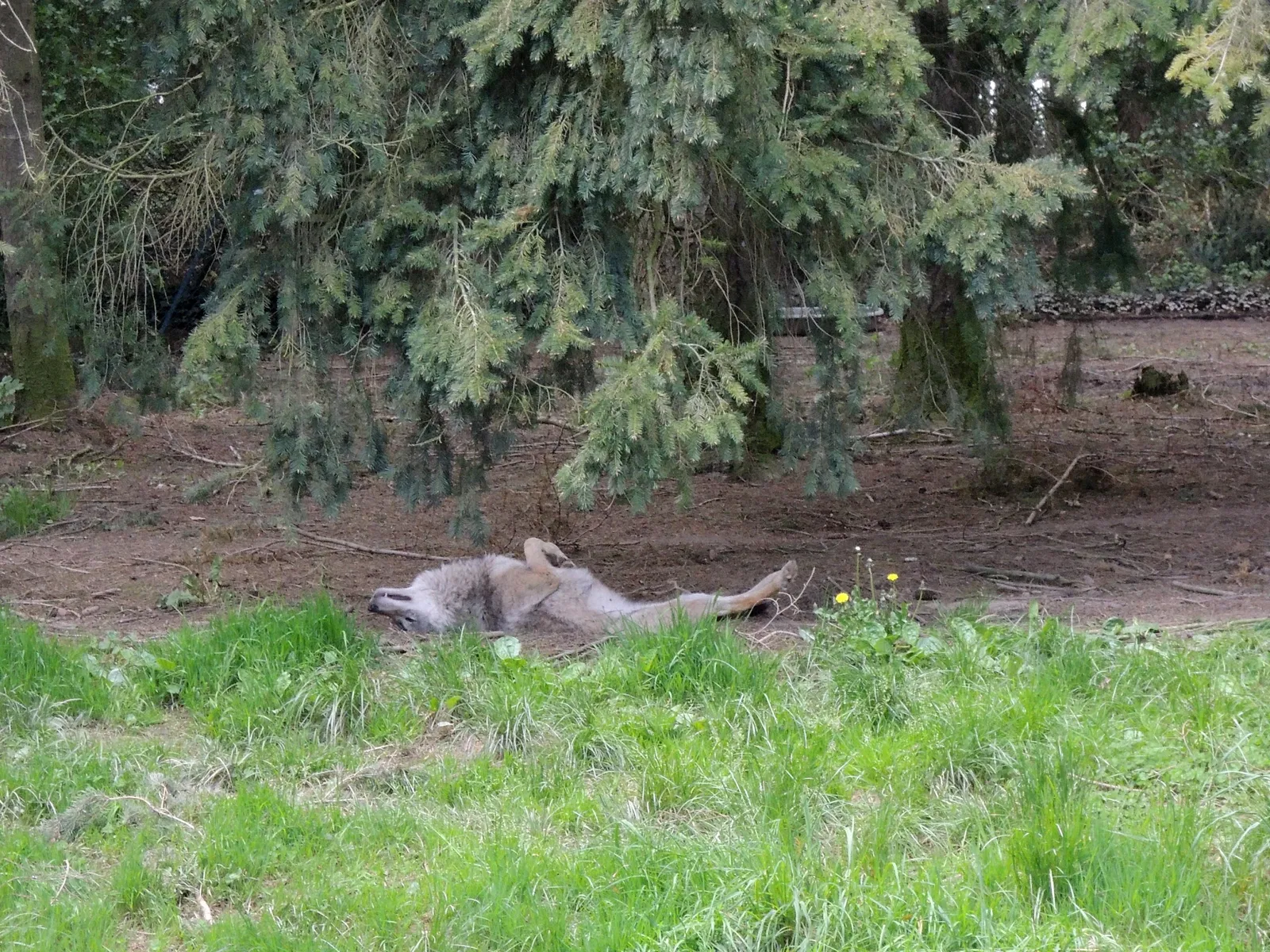 Zoo and Castle Bourbansais