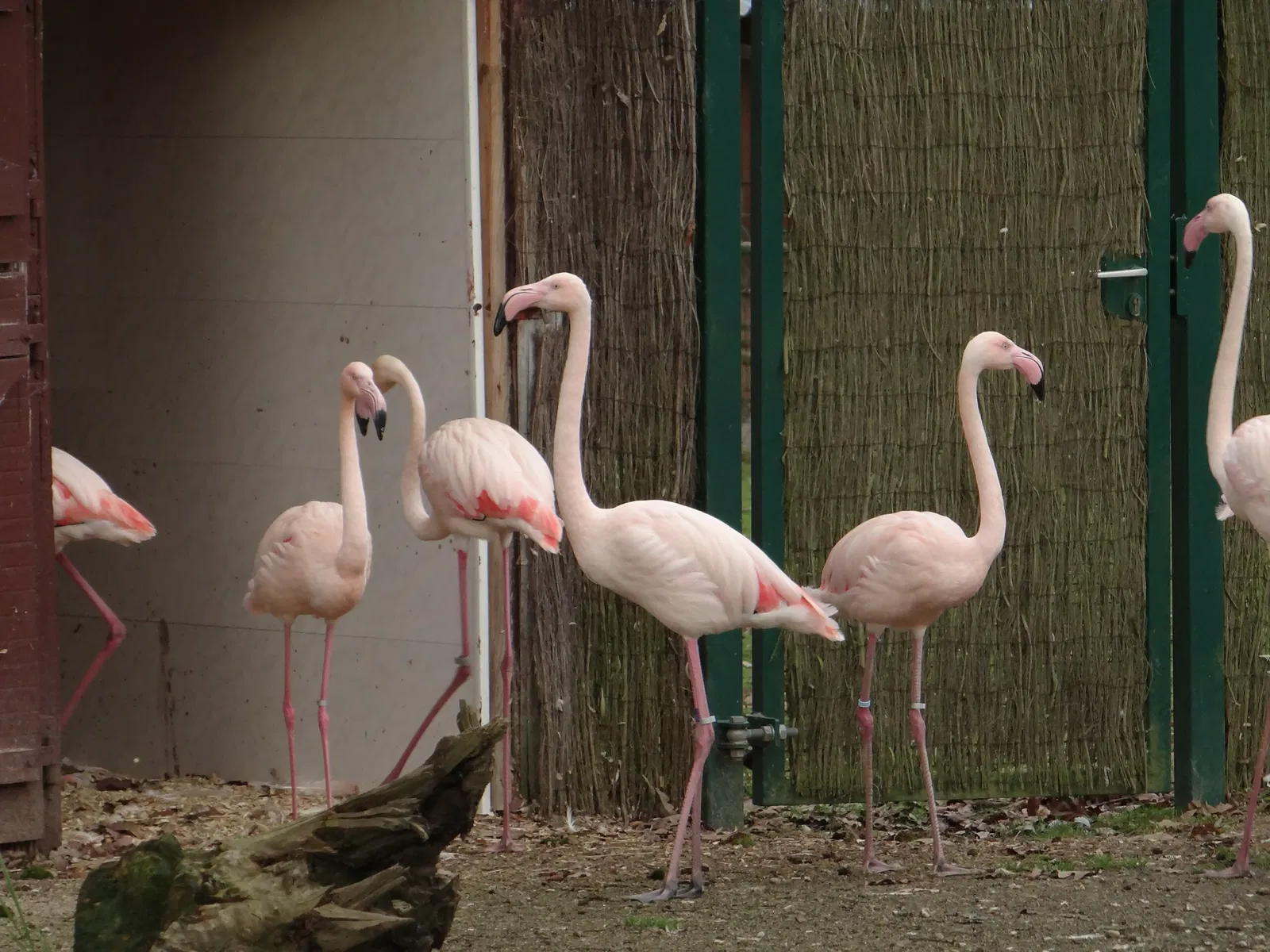 Château et Parc zoologique de la Bourbansais