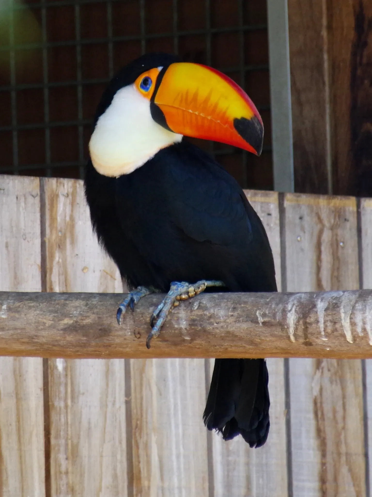 Château et Parc zoologique de la Bourbansais