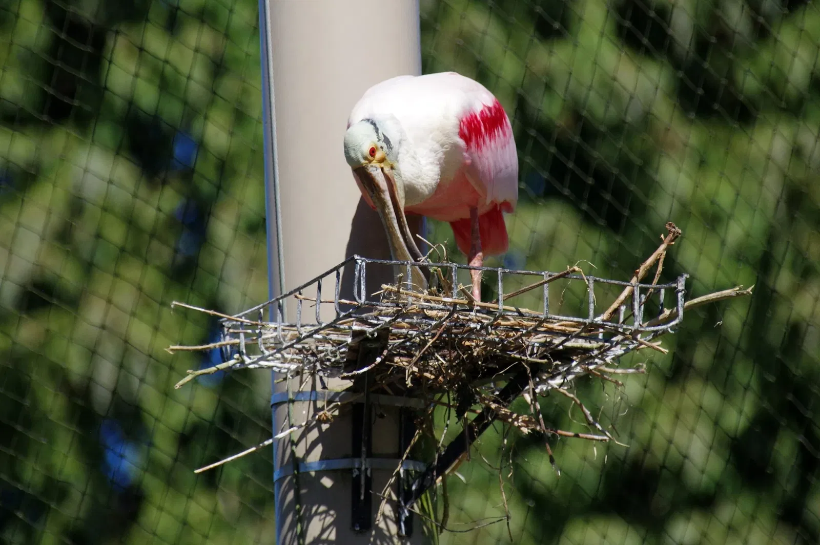 Zoo and Castle Bourbansais