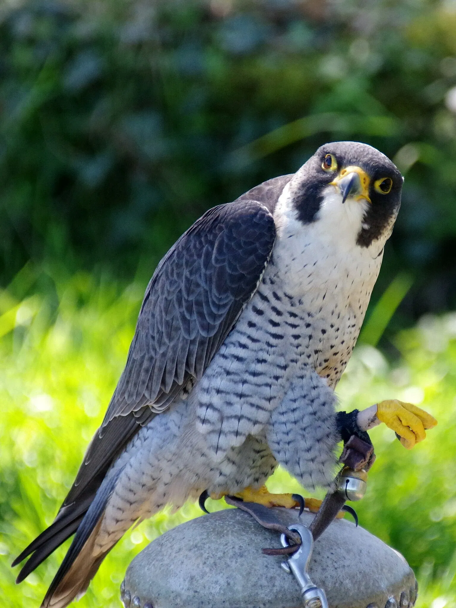 Zoo and Castle Bourbansais