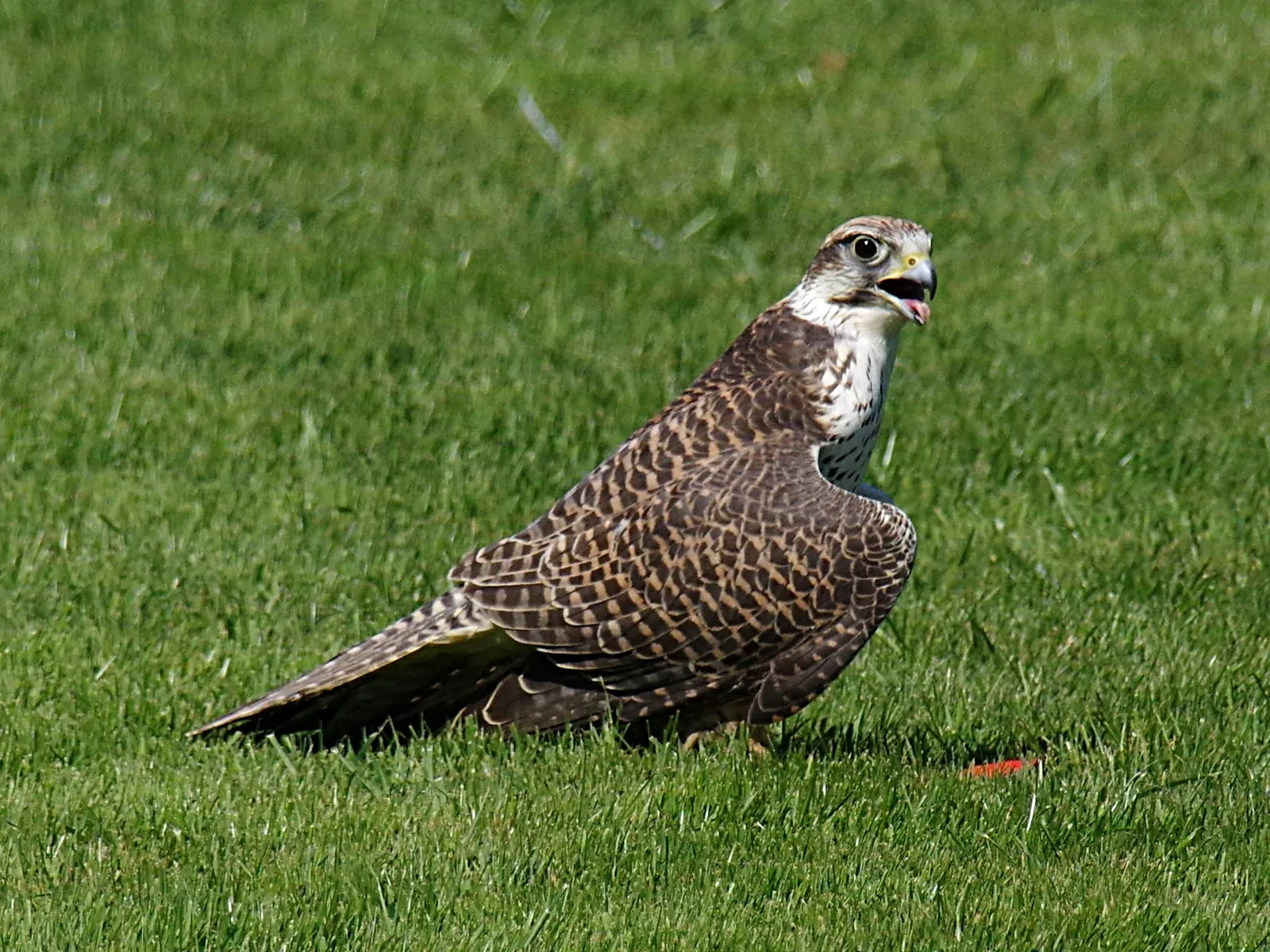 Zoo and Castle Bourbansais