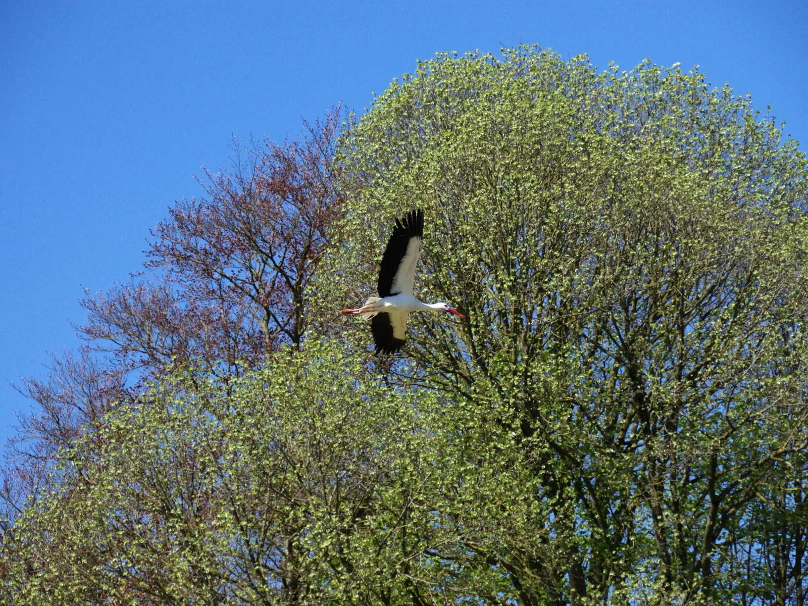 Château et Parc zoologique de la Bourbansais