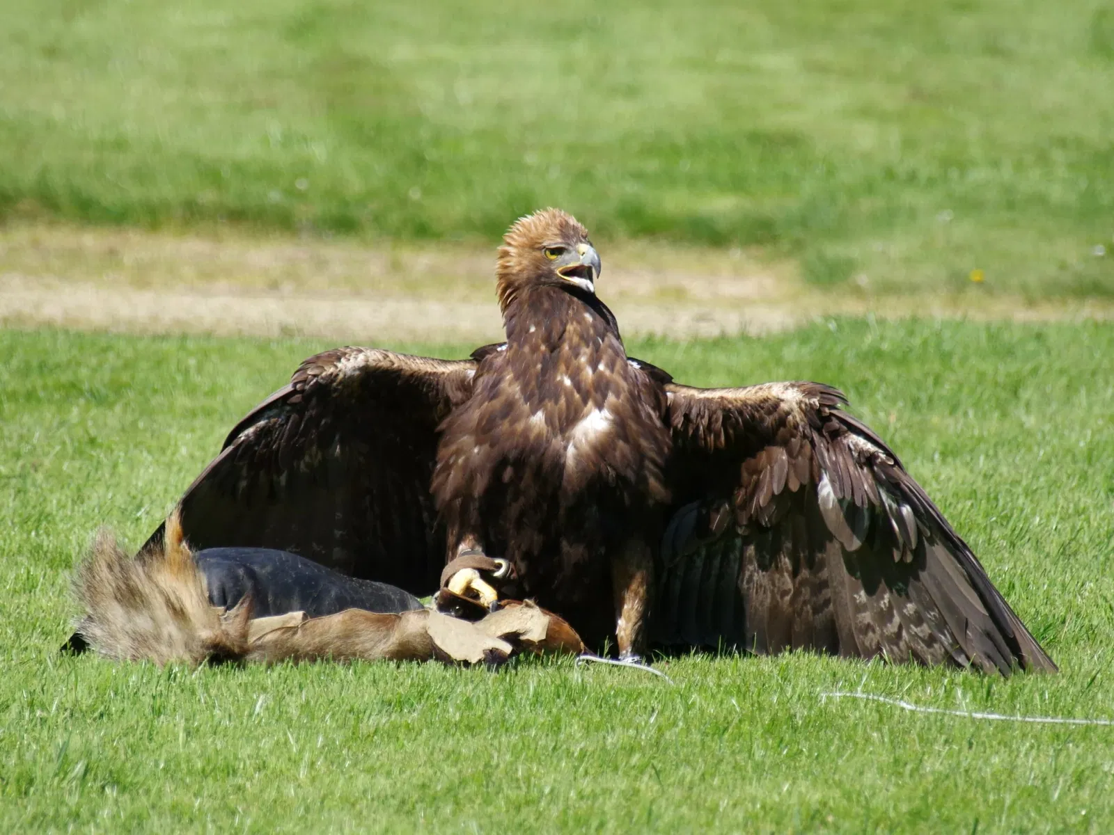Château et Parc zoologique de la Bourbansais