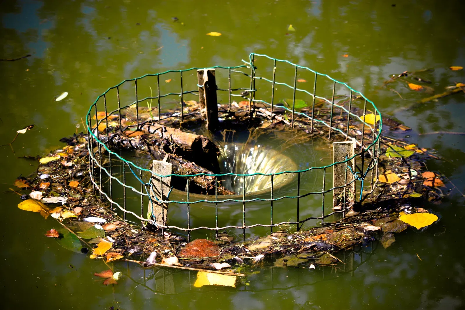 Parc animalier et botanique de Branféré