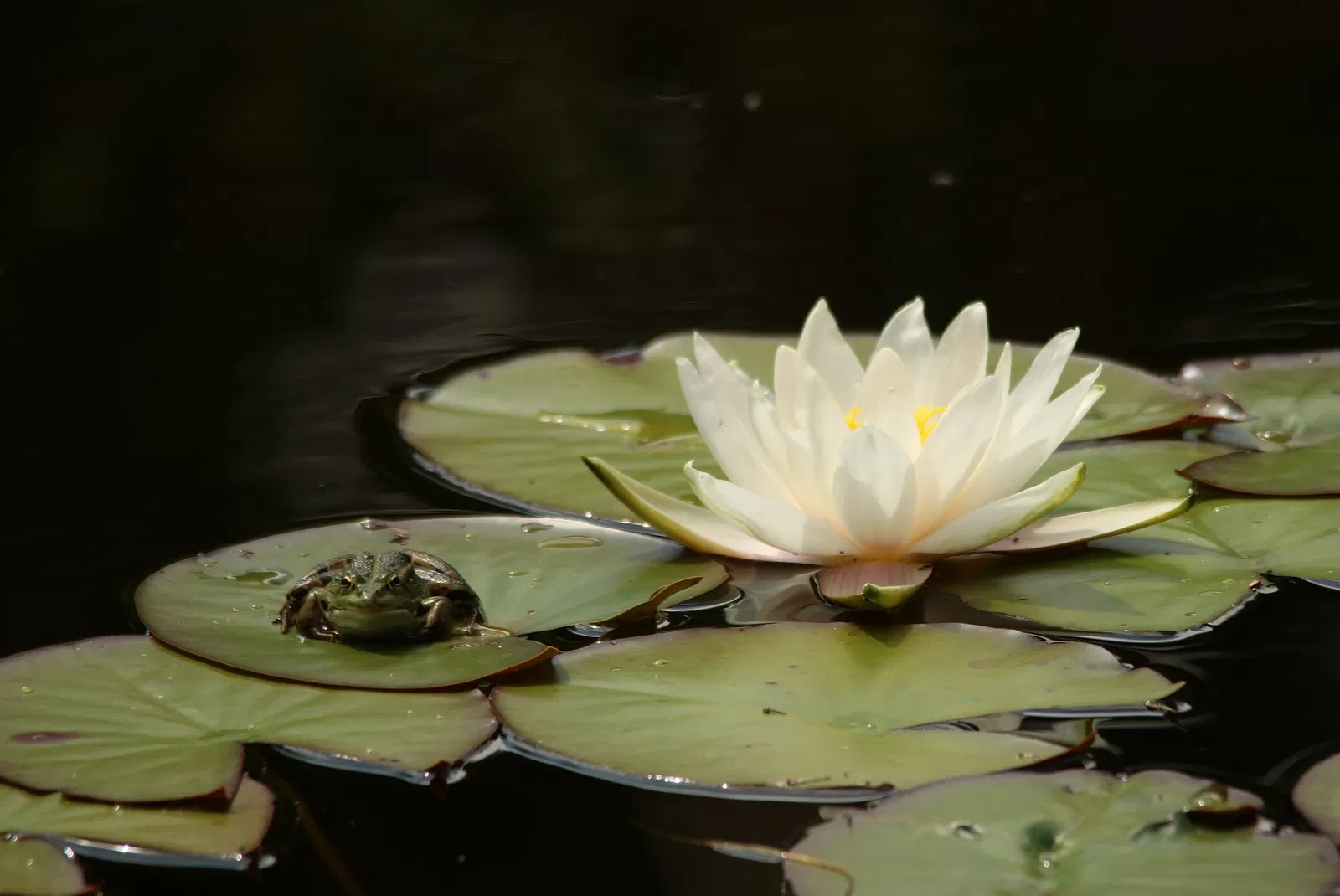 Parc animalier et botanique de Branféré