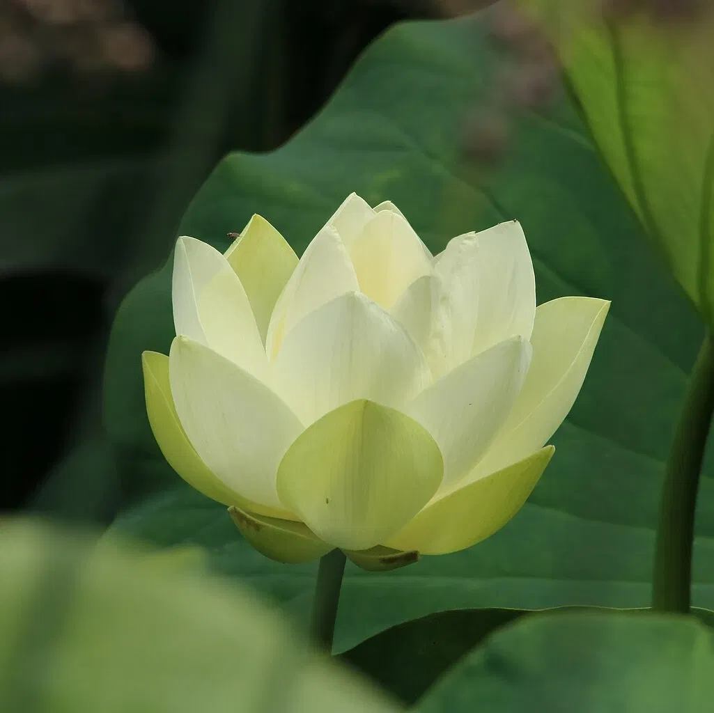 Zoo and Botanical Garden of Branféré