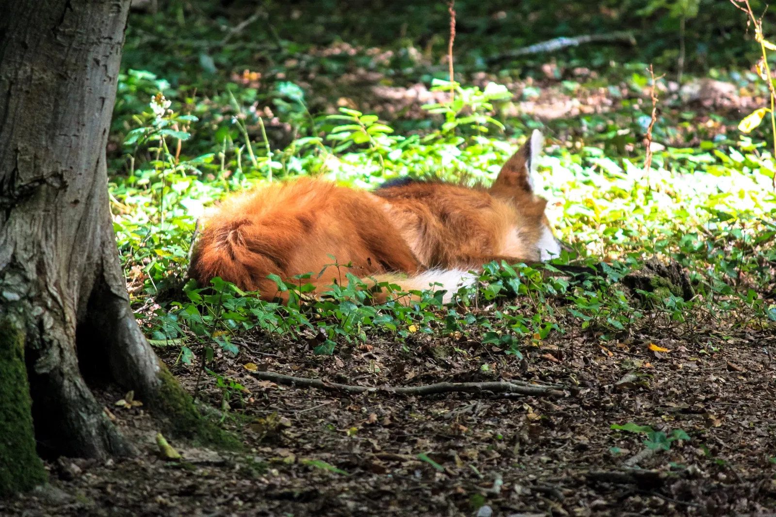 Parc animalier et botanique de Branféré