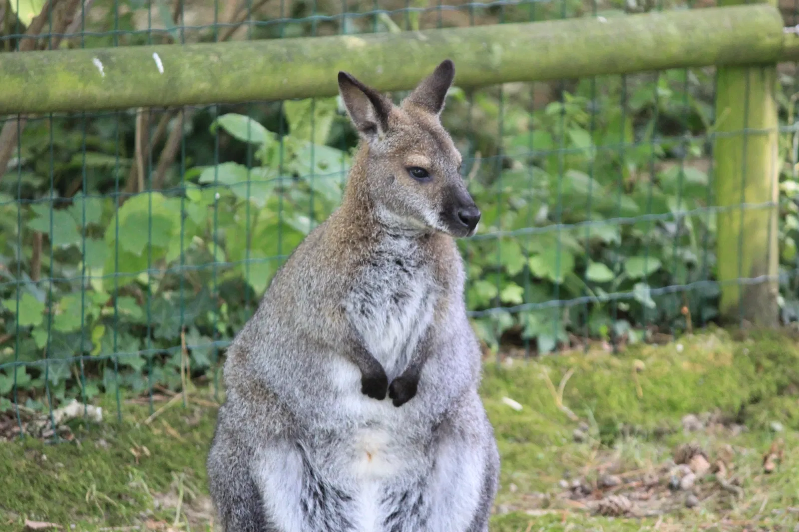 Parc animalier et botanique de Branféré