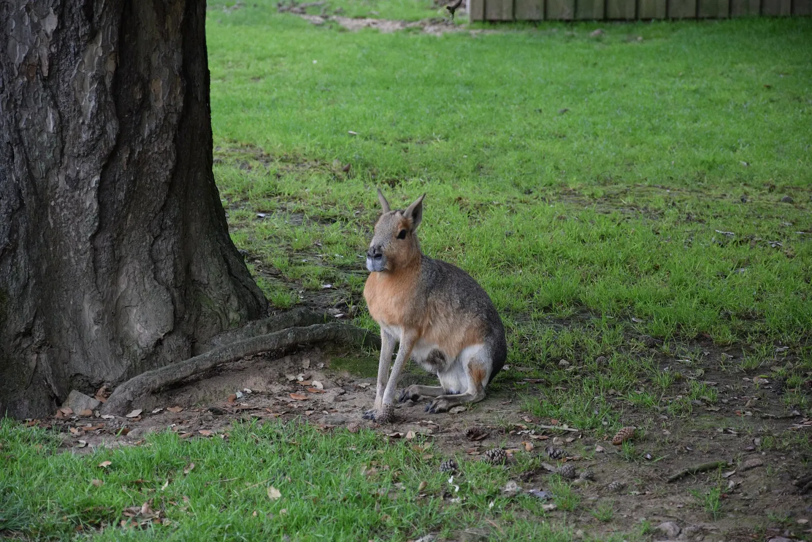 Parc animalier et botanique de Branféré