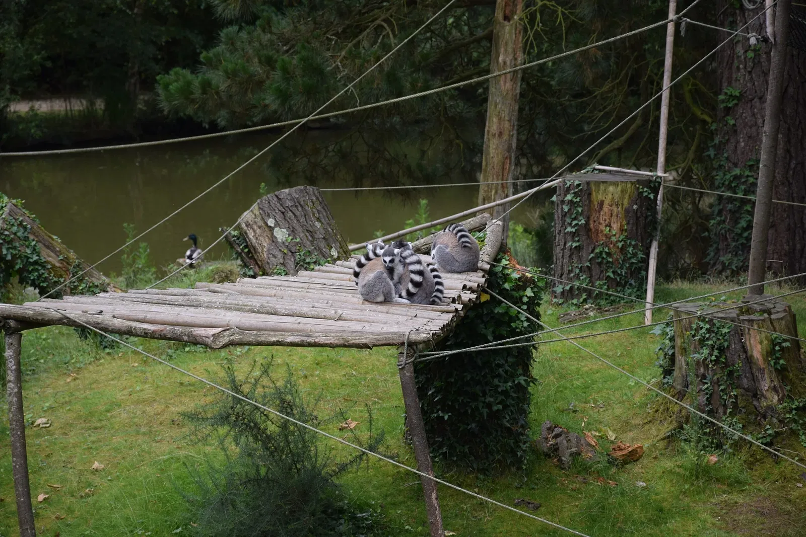 Parc animalier et botanique de Branféré
