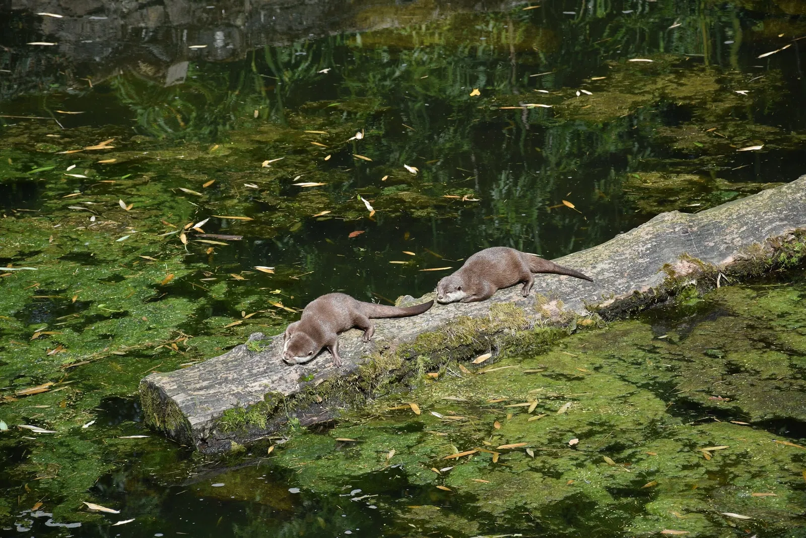 Parc animalier et botanique de Branféré
