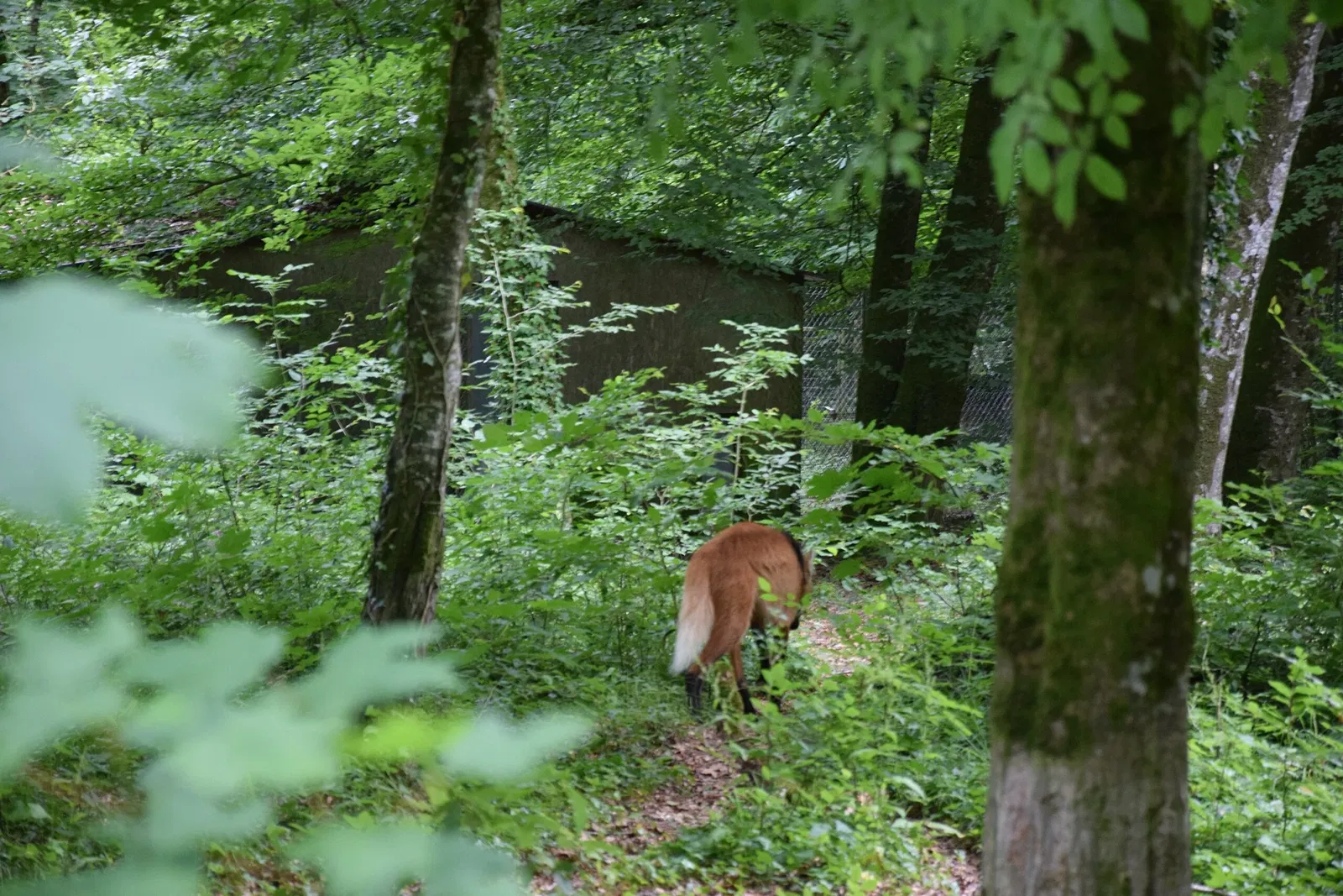 Parc animalier et botanique de Branféré
