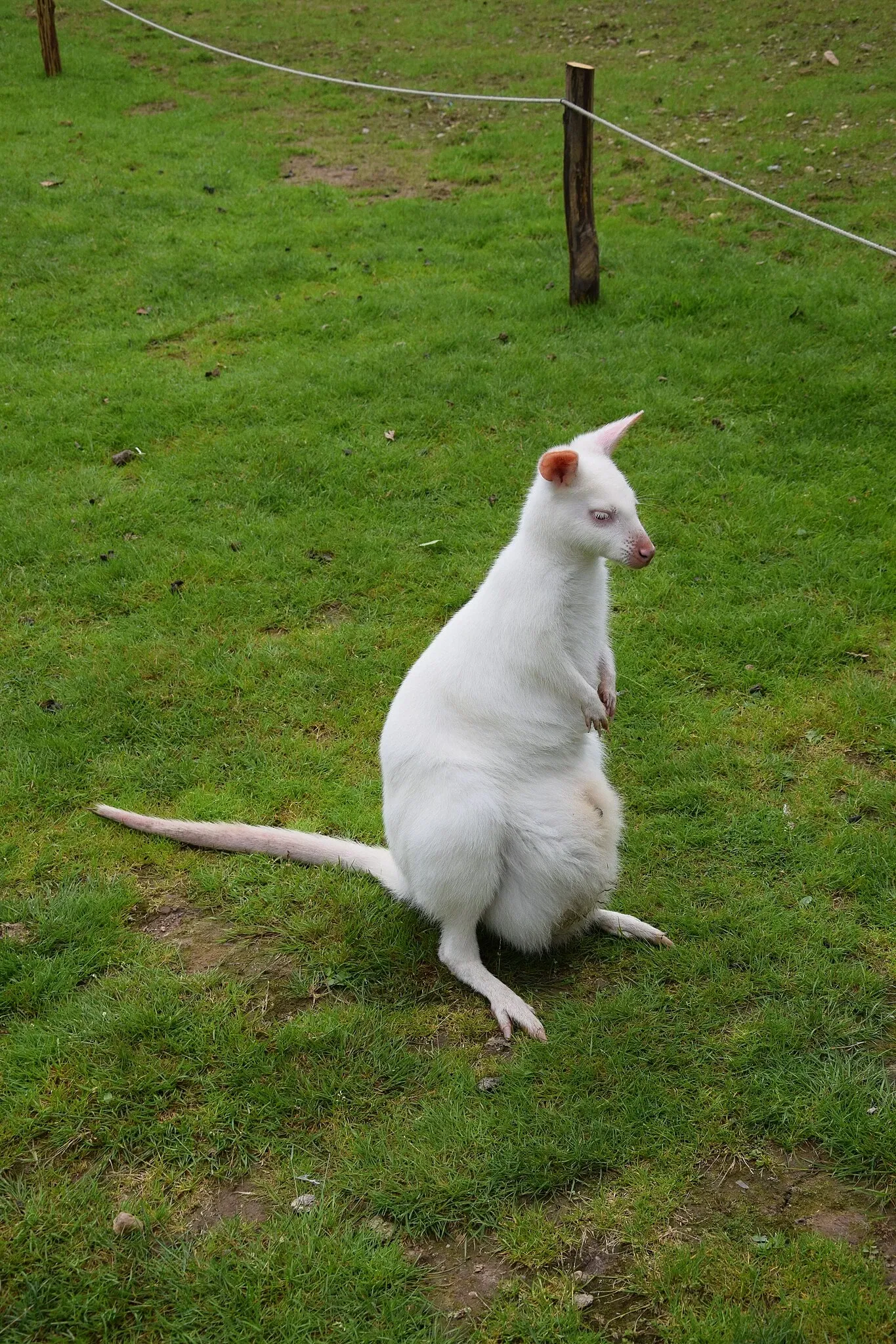 Parc animalier et botanique de Branféré