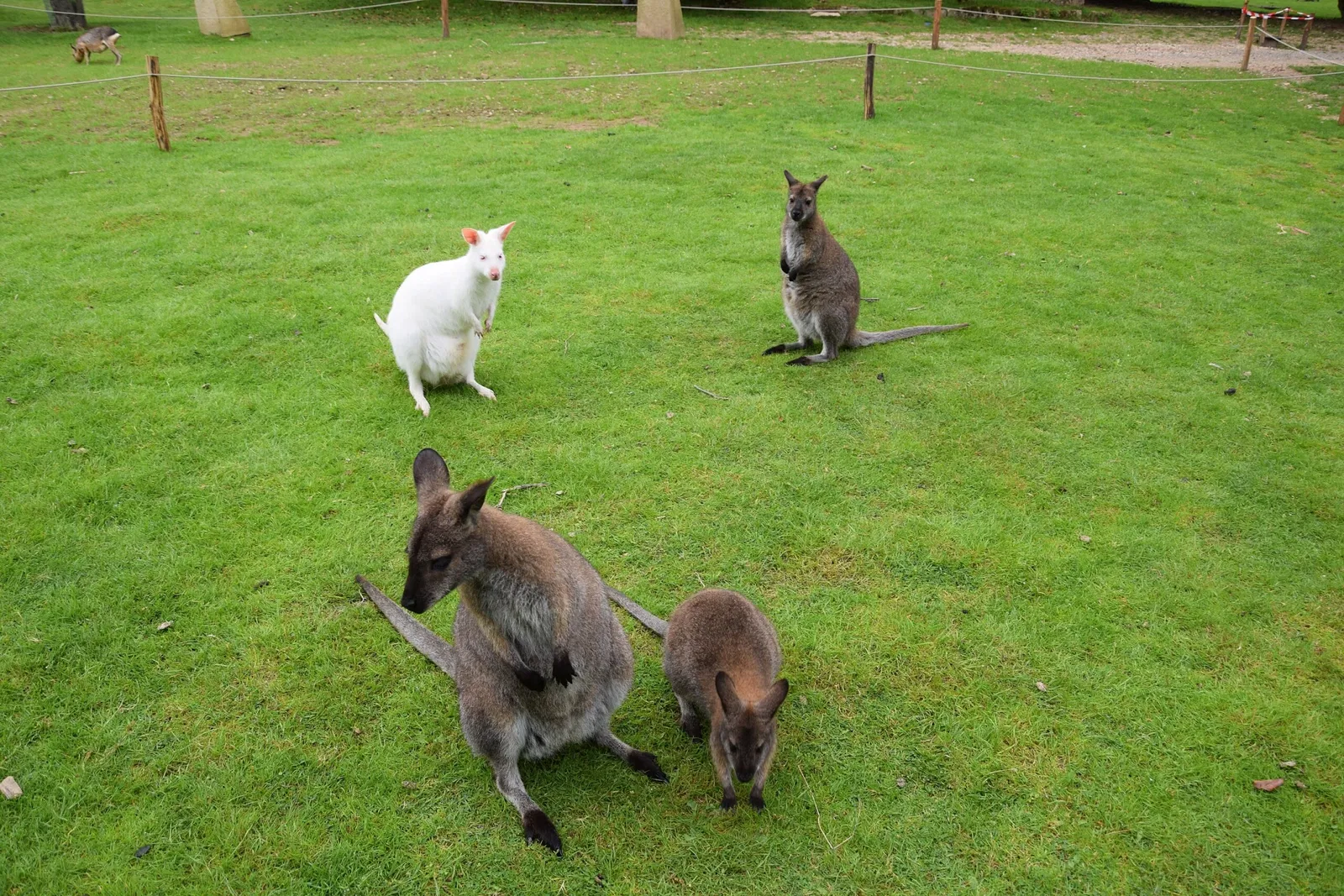 Parc animalier et botanique de Branféré