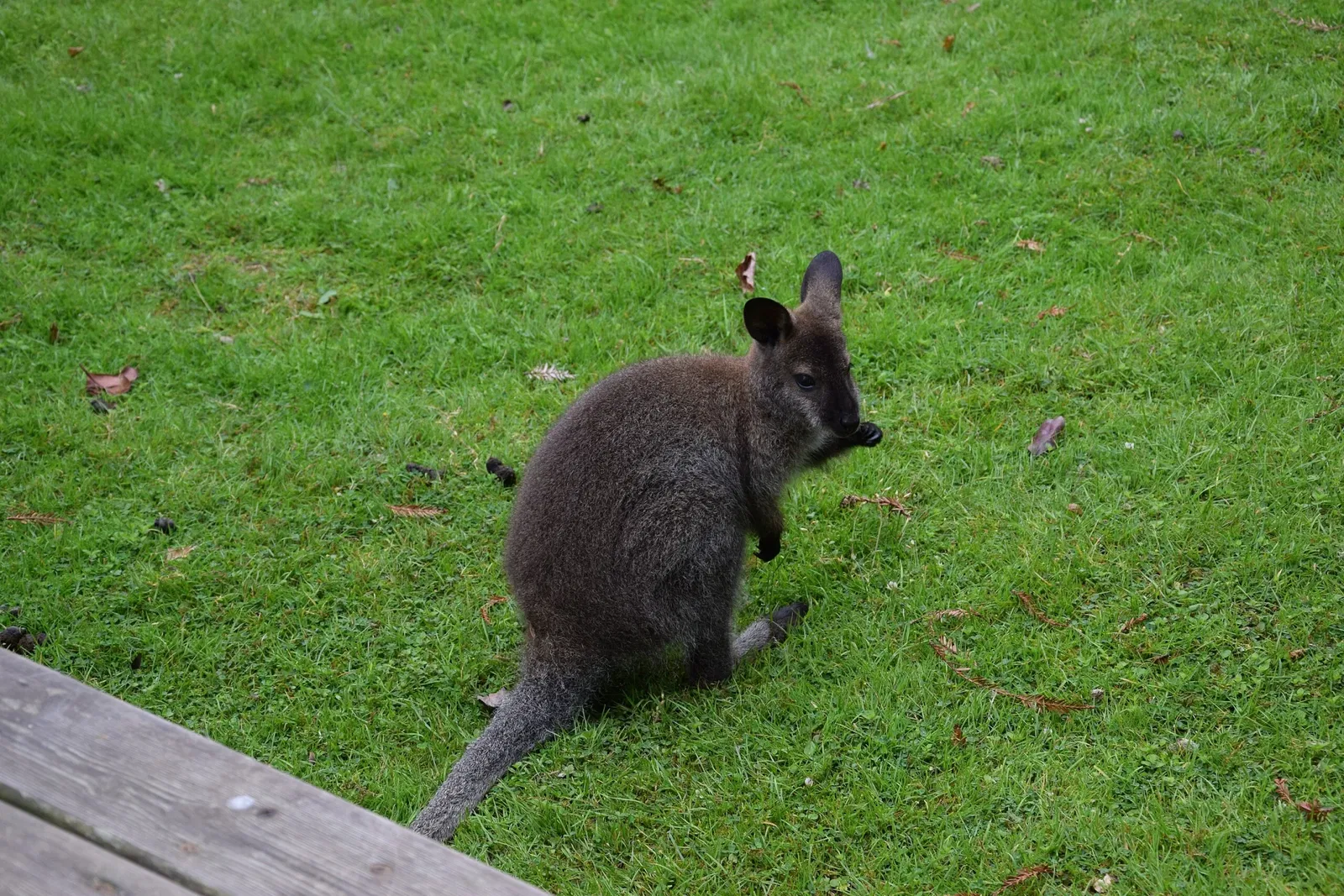 Parc animalier et botanique de Branféré