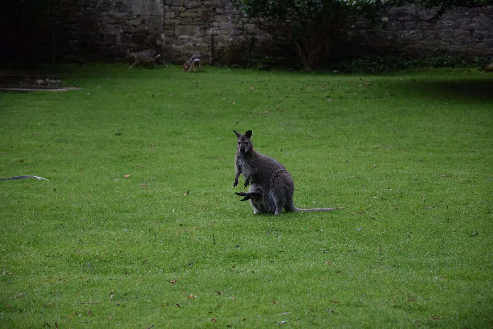 Parc animalier et botanique de Branféré