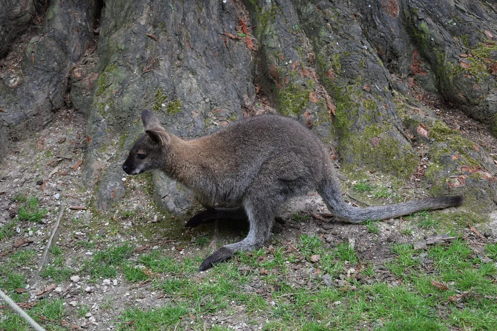 Parc animalier et botanique de Branféré