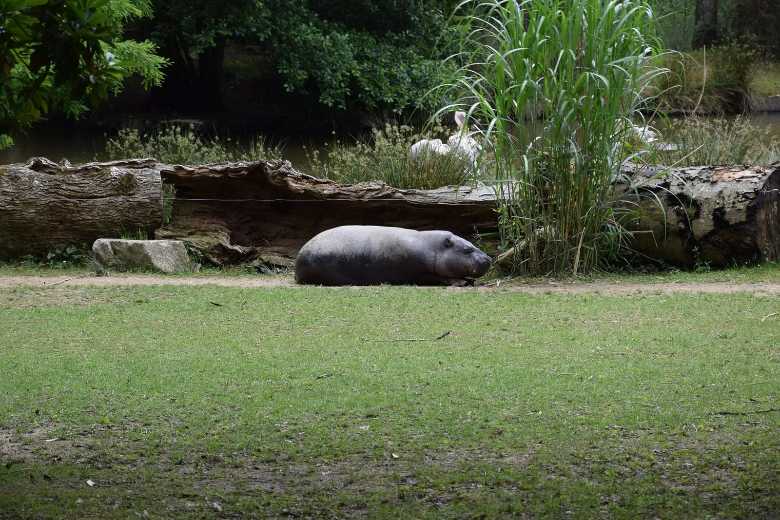 Parc animalier et botanique de Branféré
