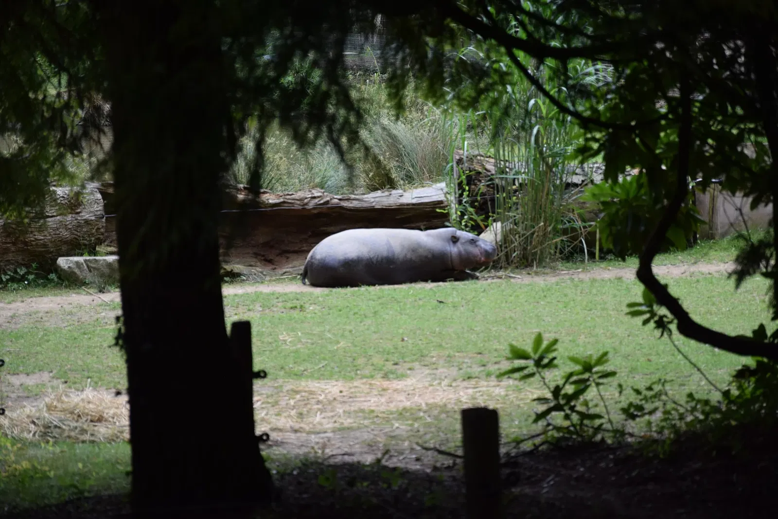 Parc animalier et botanique de Branféré