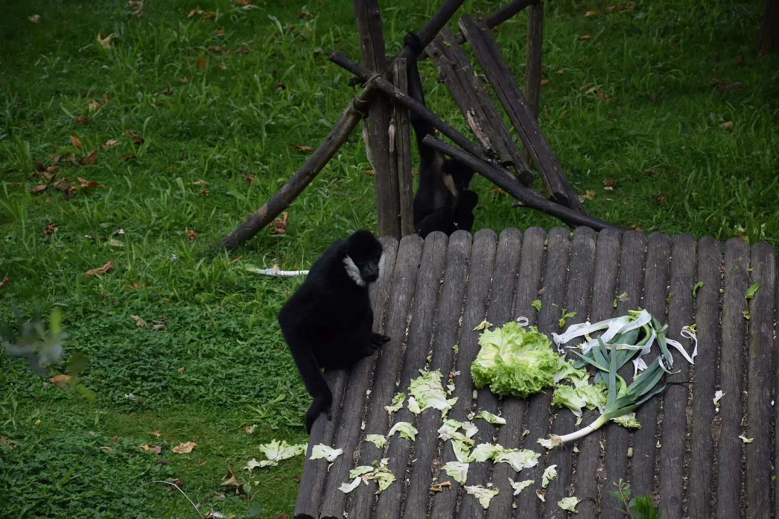 Parc animalier et botanique de Branféré