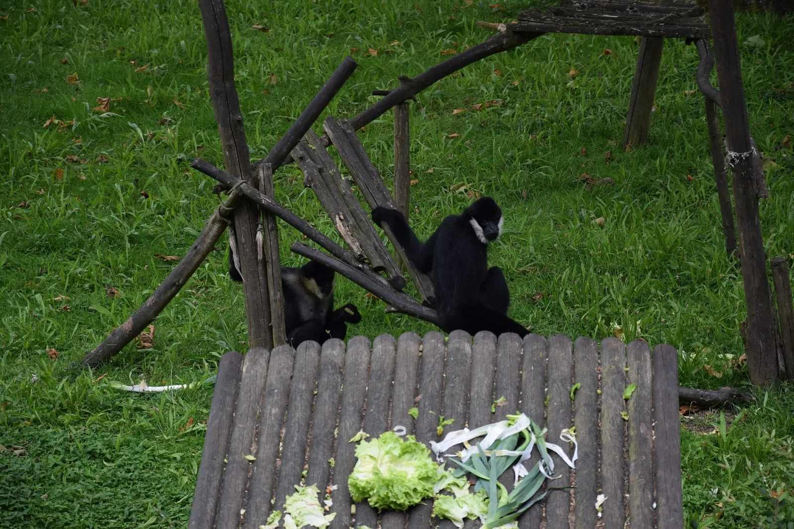 Parc animalier et botanique de Branféré