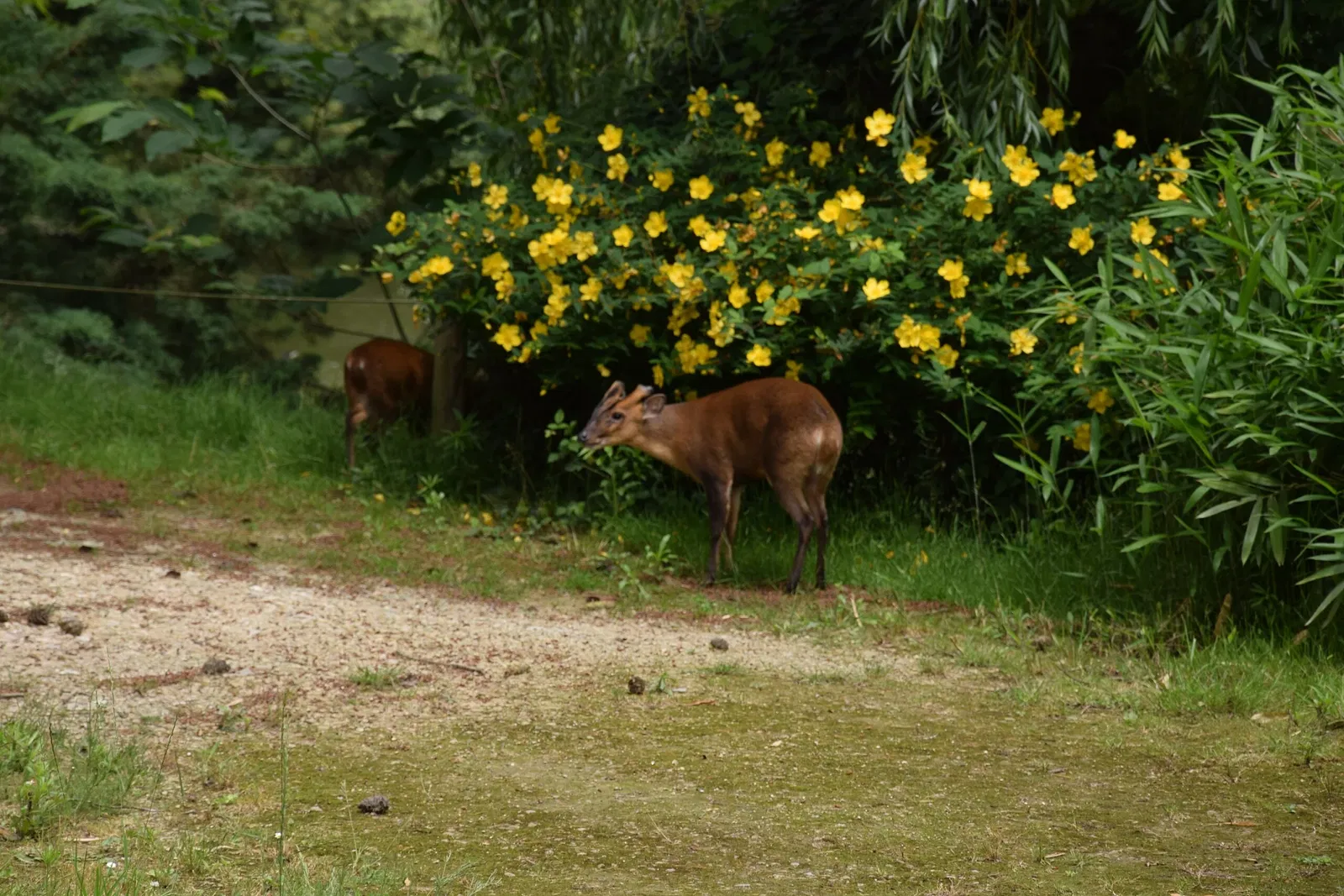 Parc animalier et botanique de Branféré