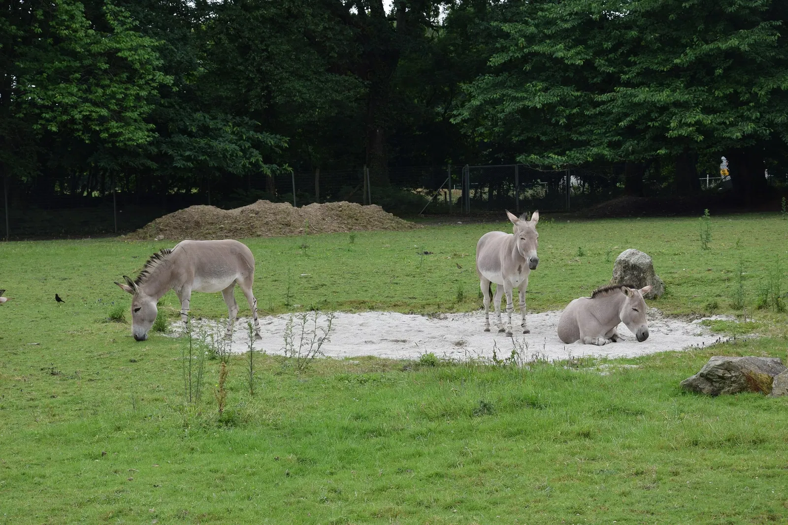 Parc animalier et botanique de Branféré