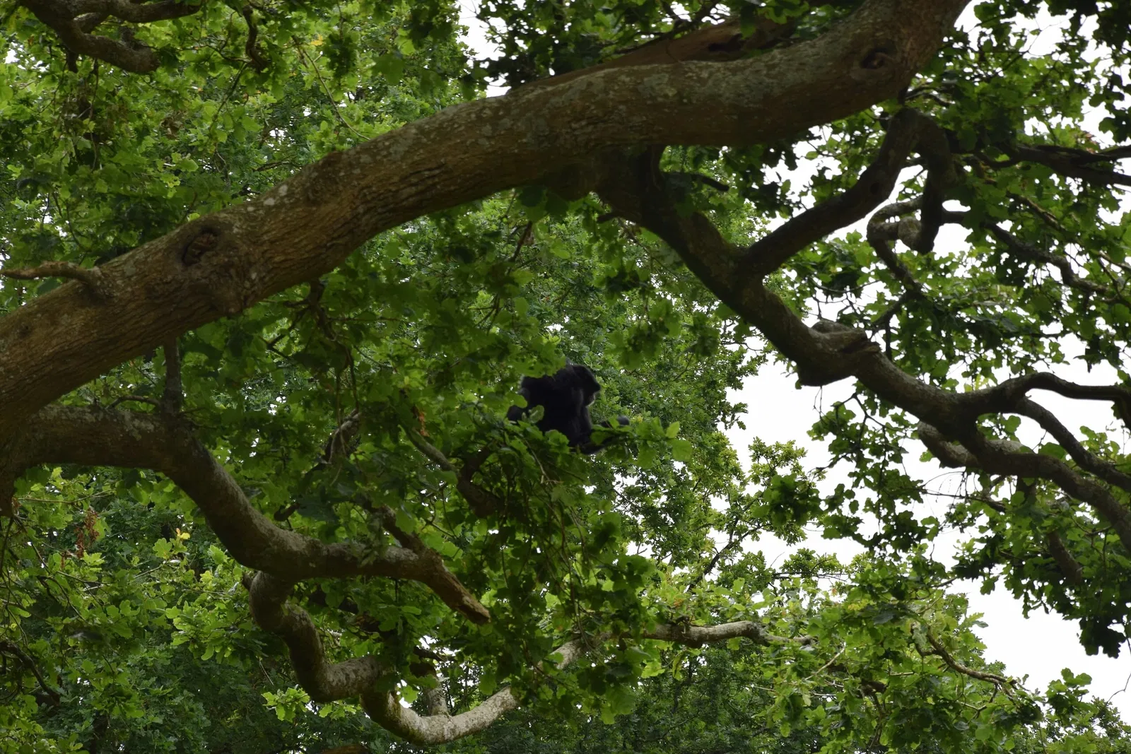 Zoo and Botanical Garden of Branféré