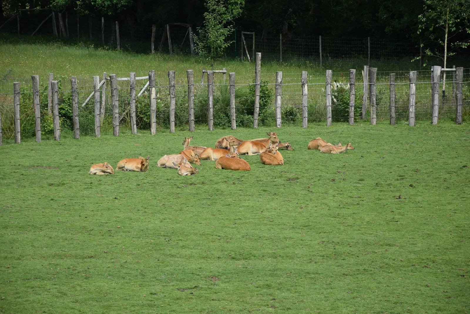 Parc animalier et botanique de Branféré