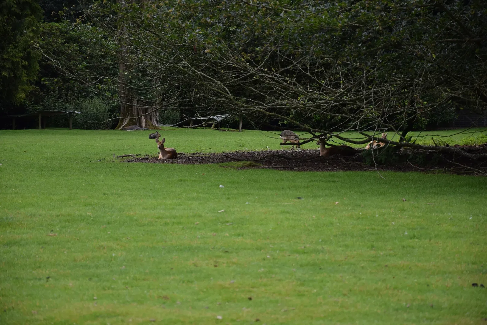 Parc animalier et botanique de Branféré