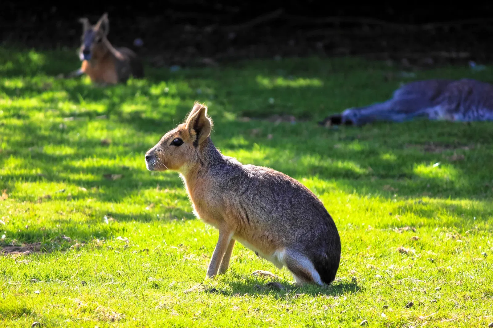 Parc animalier et botanique de Branféré