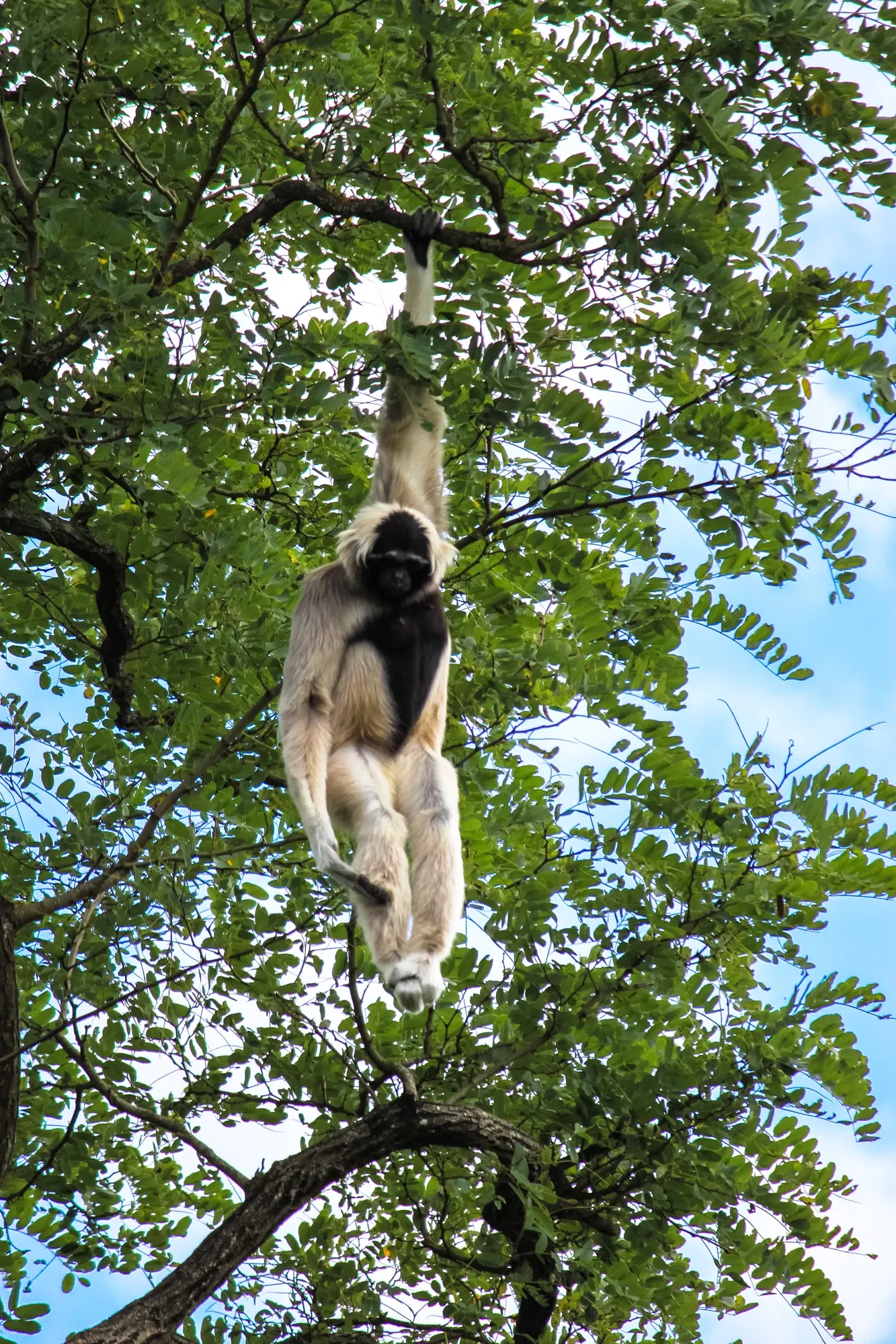 Zoo and Botanical Garden of Branféré