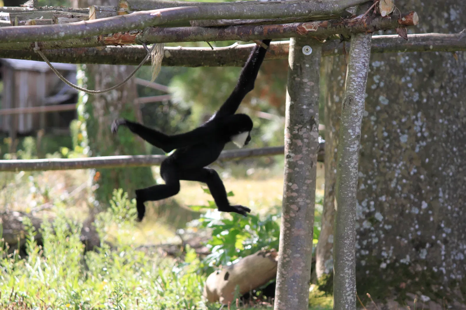 Parc animalier et botanique de Branféré
