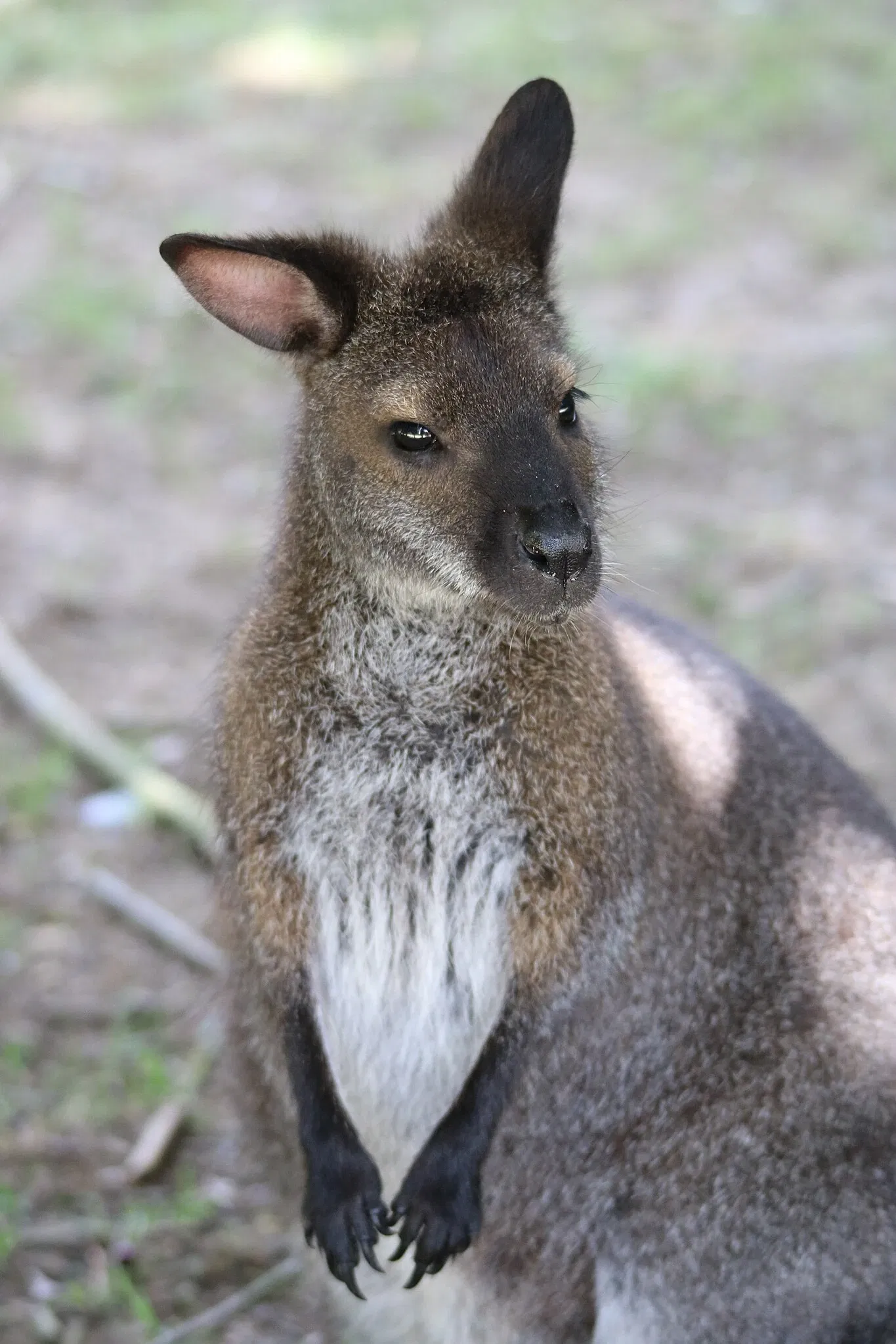 Parc animalier et botanique de Branféré