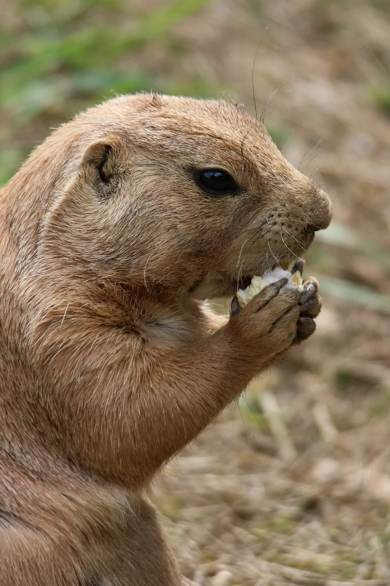 Zoo and Botanical Garden of Branféré
