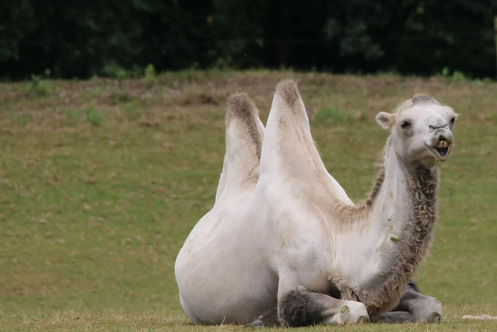 Parc animalier et botanique de Branféré