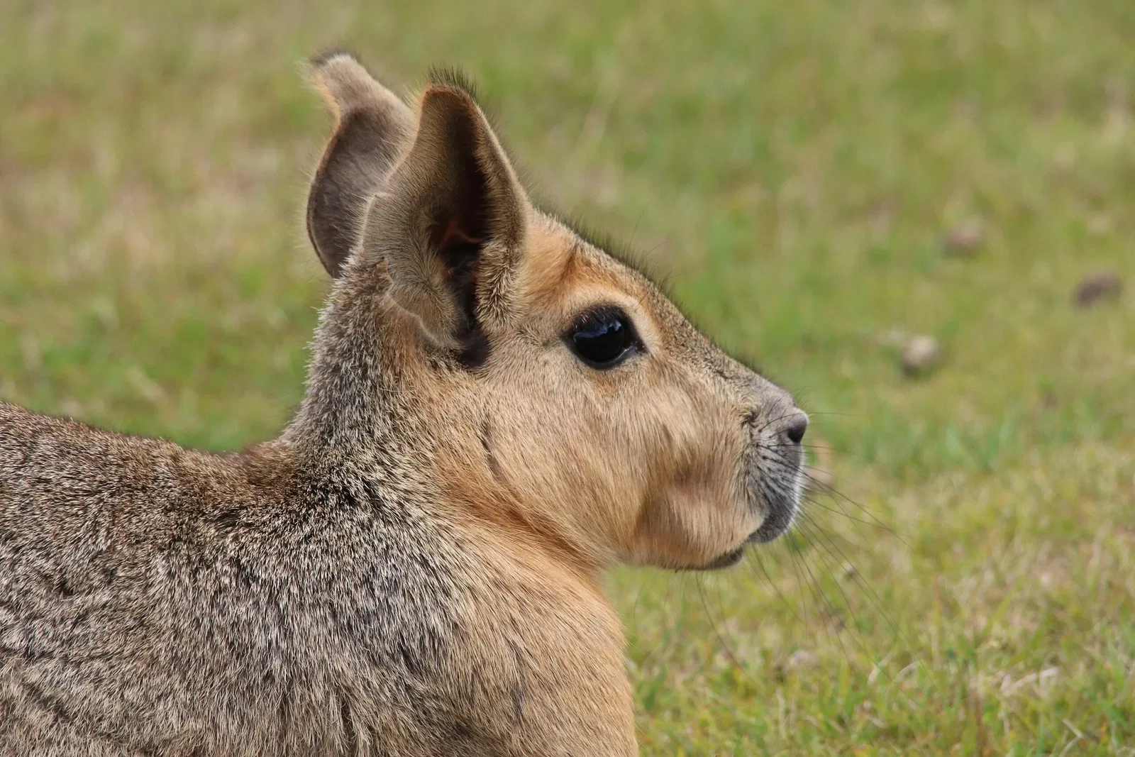 Parc animalier et botanique de Branféré