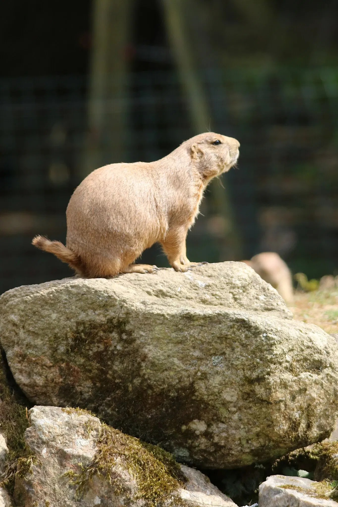 Parc animalier et botanique de Branféré