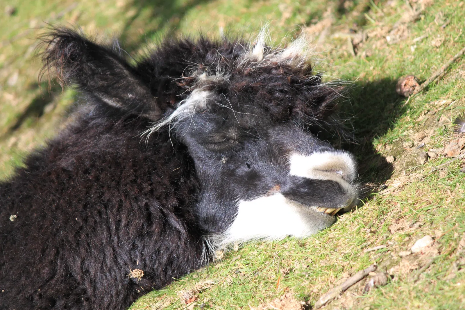 Parc animalier et botanique de Branféré
