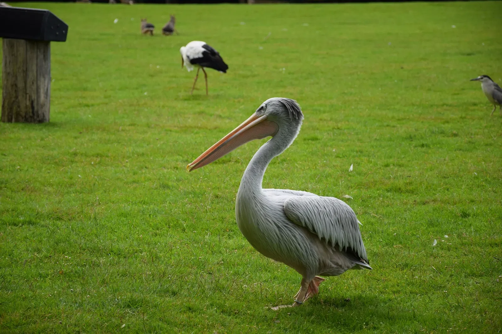 Parc animalier et botanique de Branféré