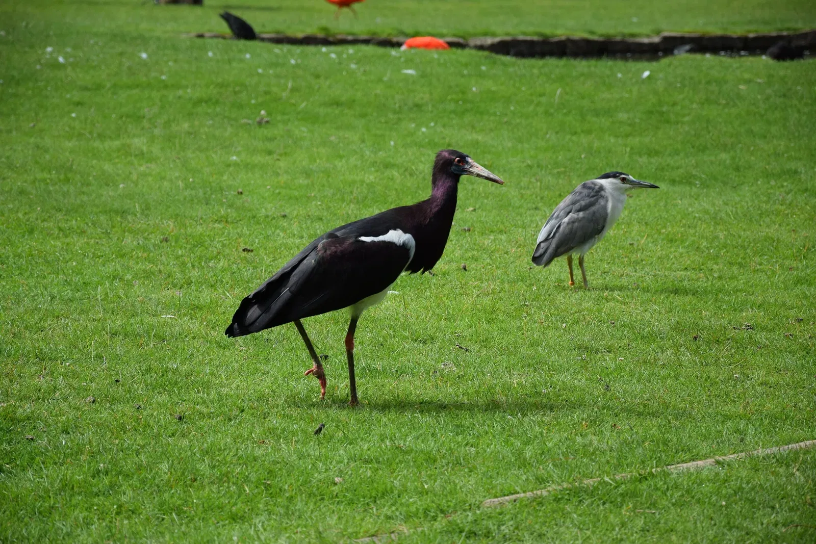 Parc animalier et botanique de Branféré