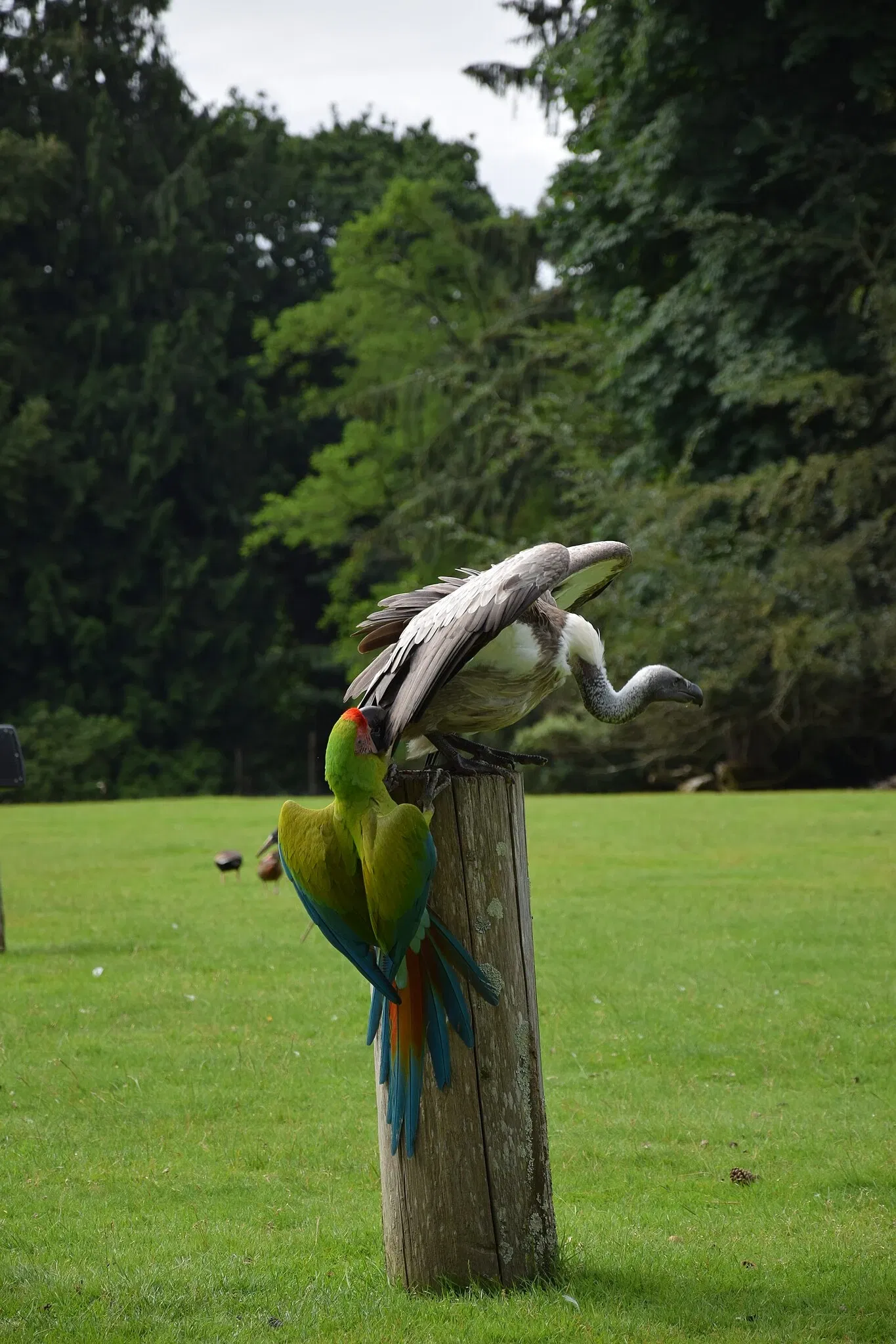 Zoo and Botanical Garden of Branféré
